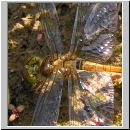 Sympetrum striolatum - Grosse Heidelibelle jung-m03.jpg
